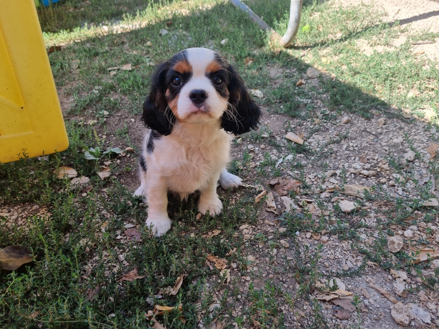 Du Petit Brillouard - Chiots disponibles - Cavalier King Charles Spaniel