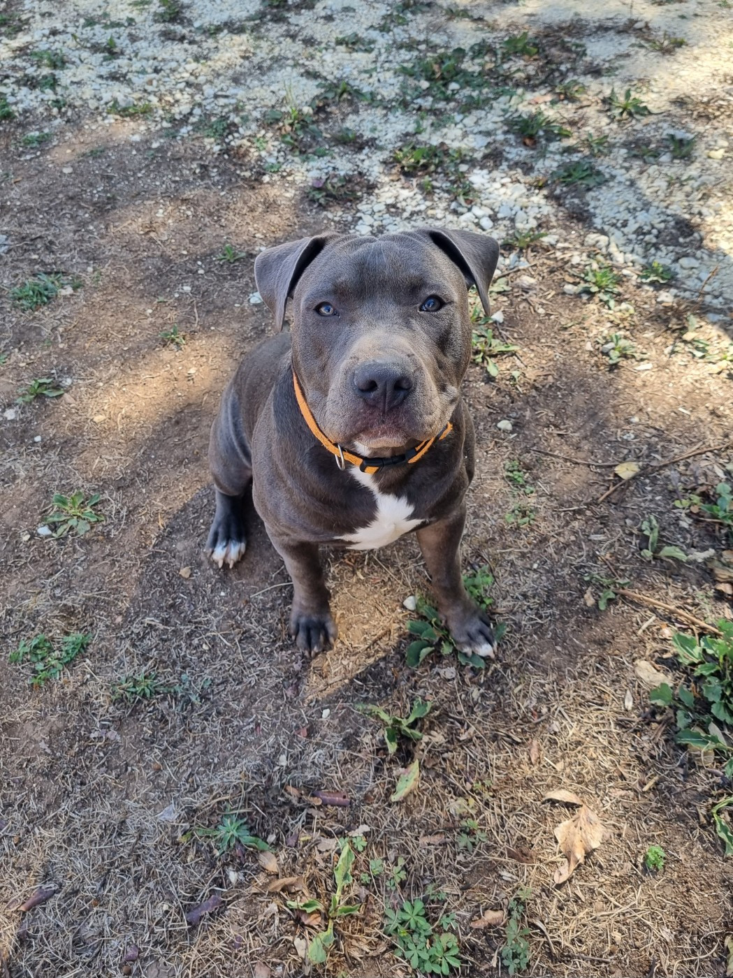 Du Petit Brillouard - Chiots disponibles - American Staffordshire Terrier