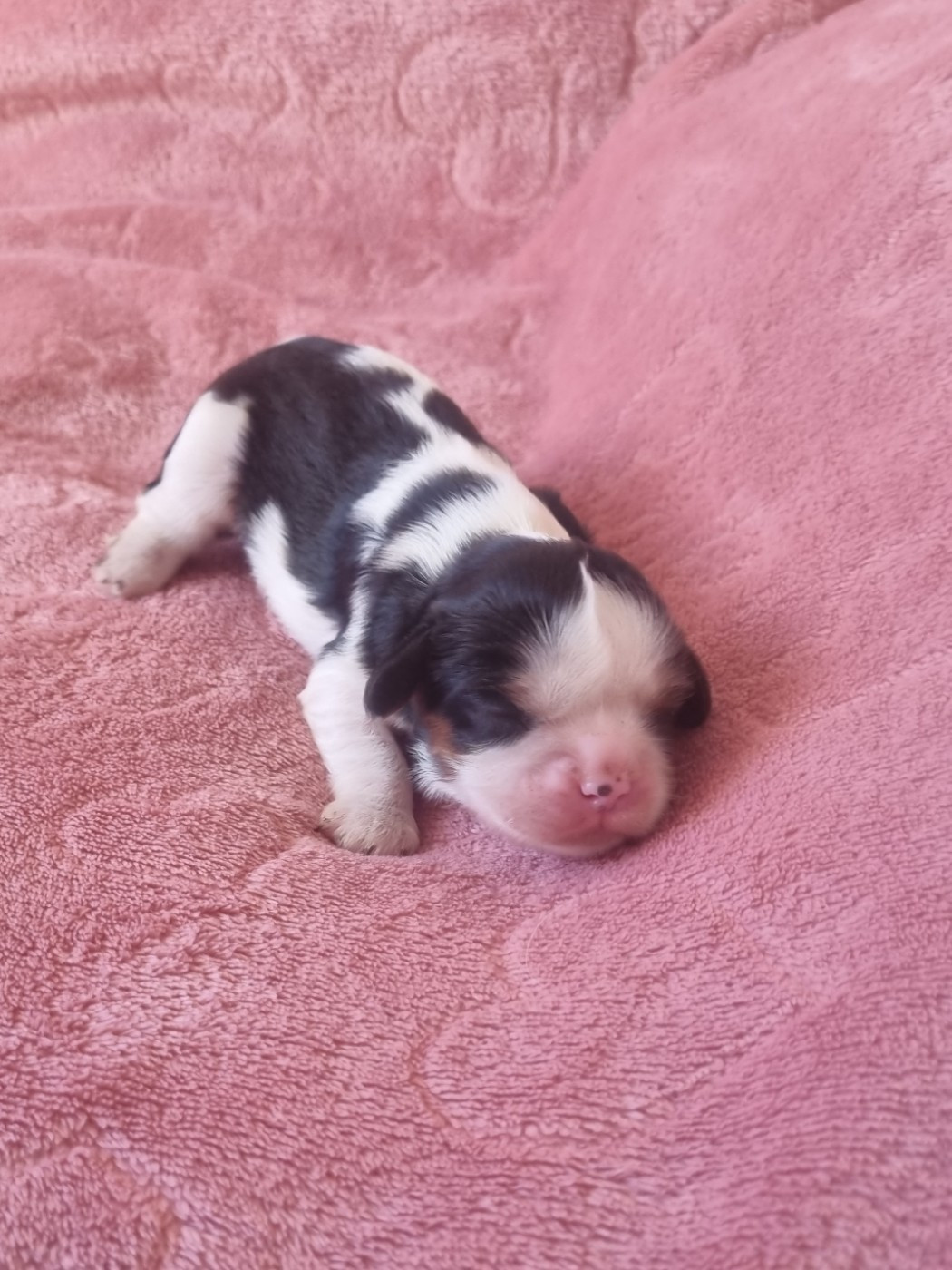 Du Petit Brillouard - Chiots disponibles - Cavalier King Charles Spaniel