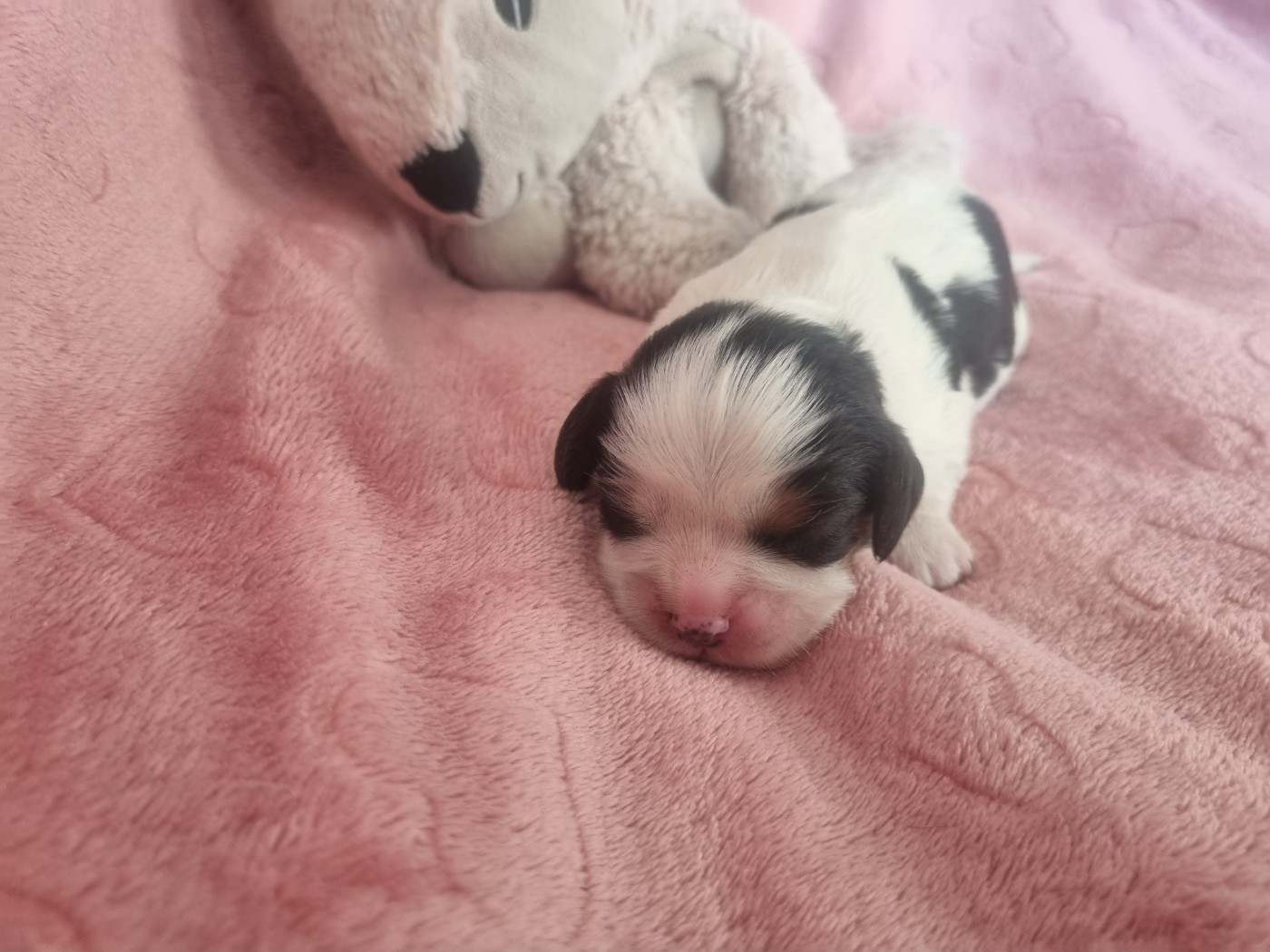Du Petit Brillouard - Chiots disponibles - Cavalier King Charles Spaniel
