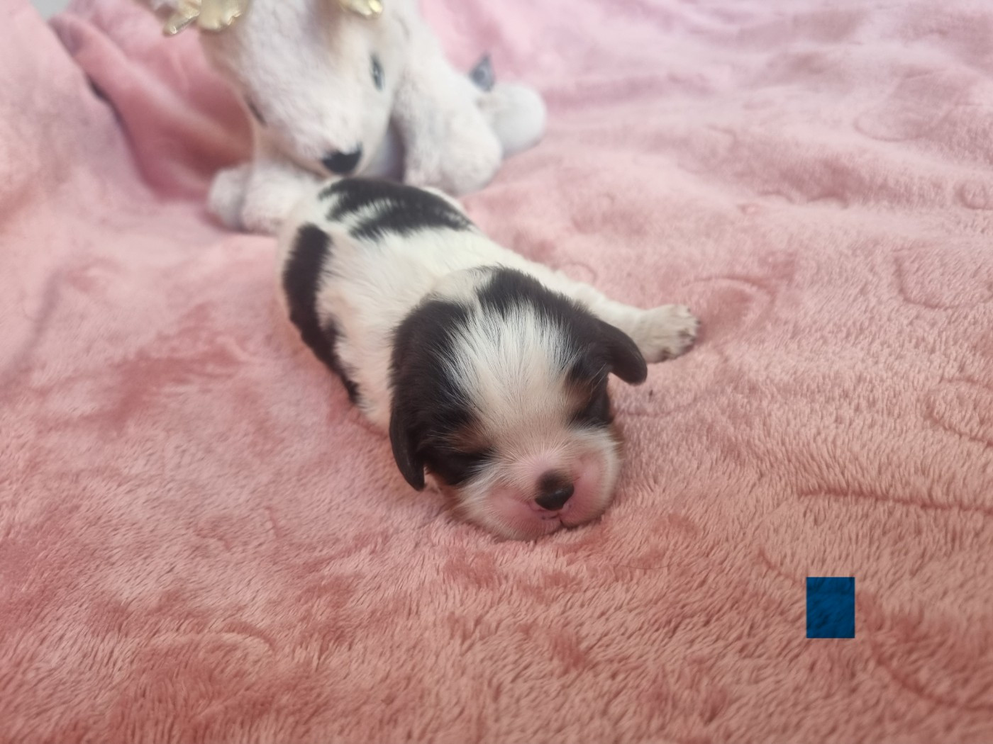 Du Petit Brillouard - Chiots disponibles - Cavalier King Charles Spaniel