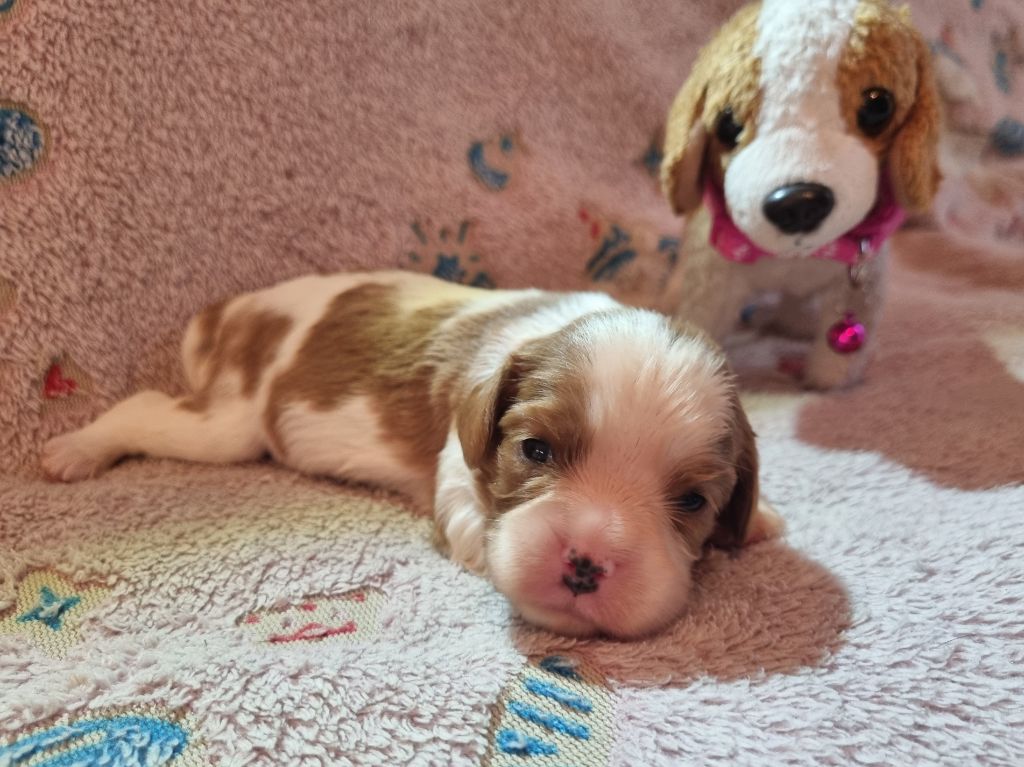 Du Petit Brillouard - Chiots disponibles - Cavalier King Charles Spaniel