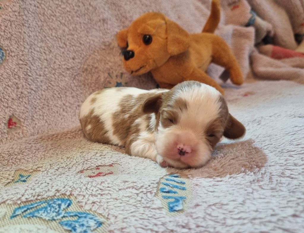 Du Petit Brillouard - Chiots disponibles - Cavalier King Charles Spaniel