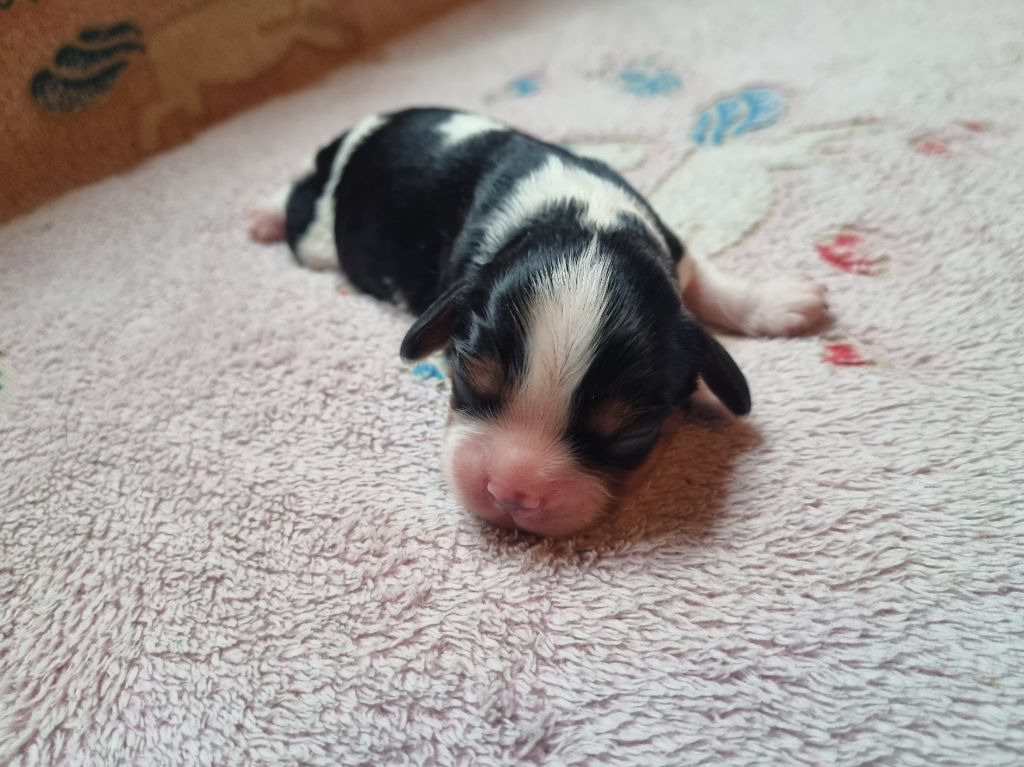 Du Petit Brillouard - Chiots disponibles - Cavalier King Charles Spaniel