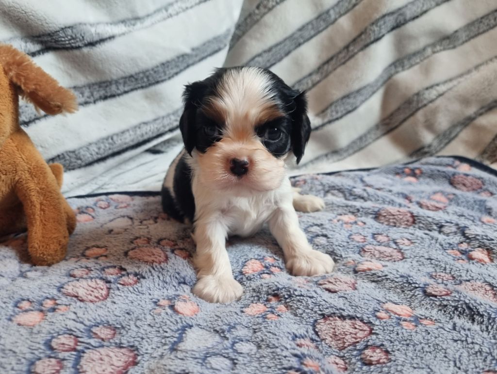 Du Petit Brillouard - Chiots disponibles - Cavalier King Charles Spaniel