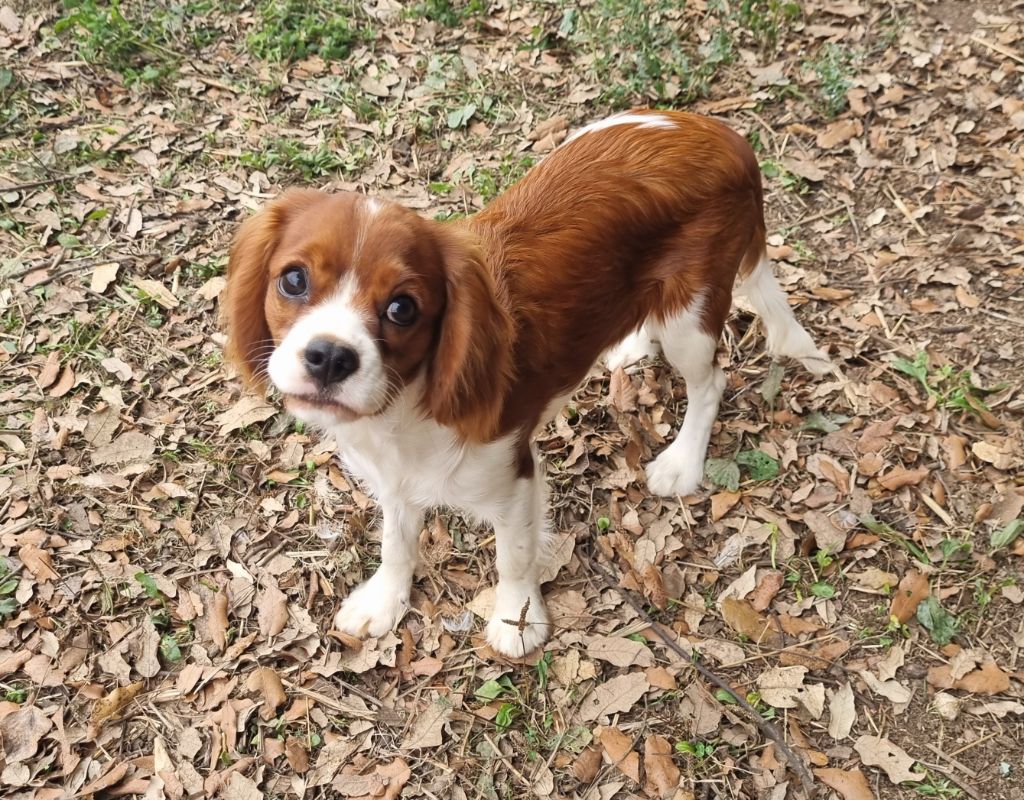 Du Petit Brillouard - Chiots disponibles - Cavalier King Charles Spaniel