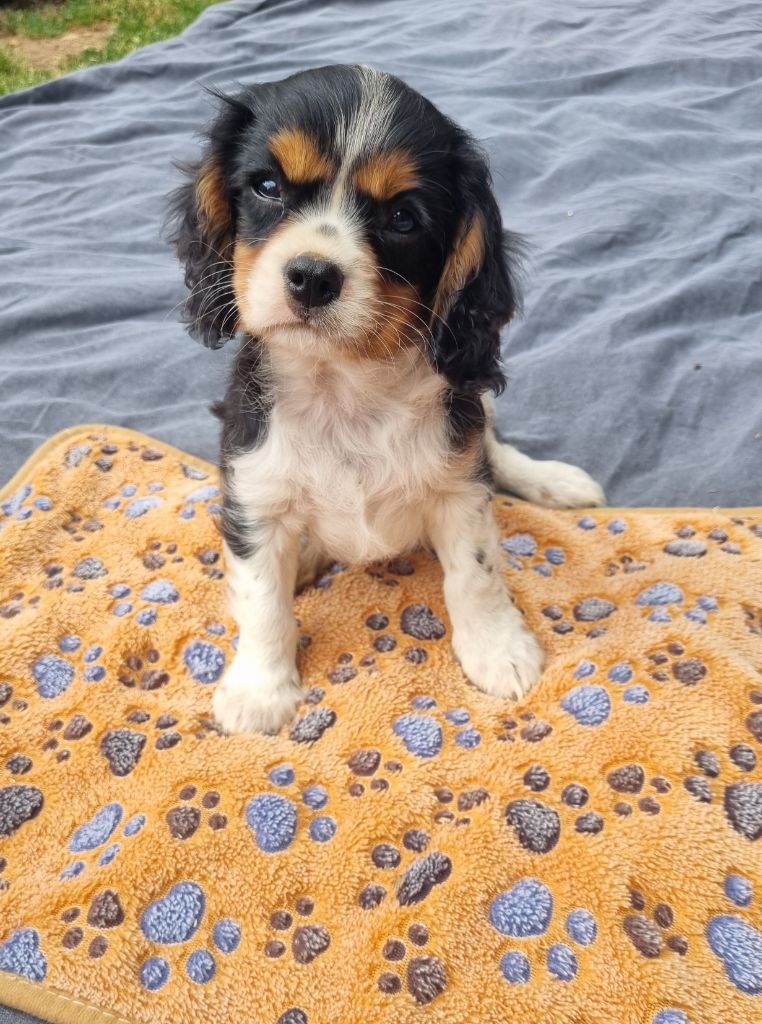Du Petit Brillouard - Chiots disponibles - Cavalier King Charles Spaniel