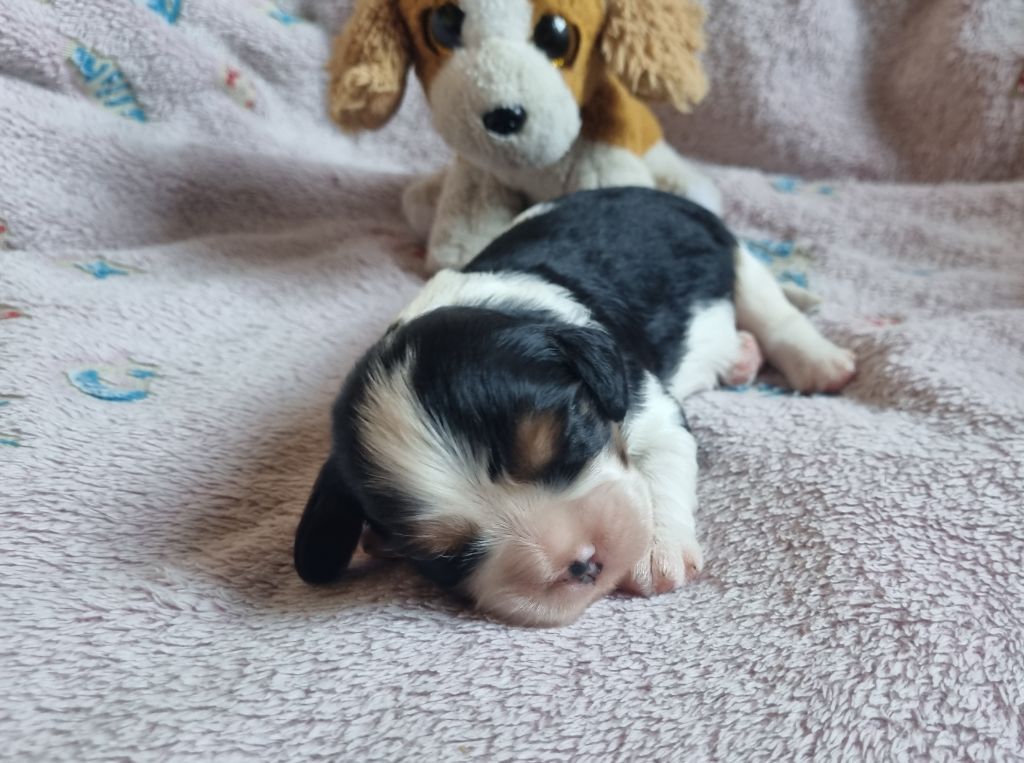 Du Petit Brillouard - Chiots disponibles - Cavalier King Charles Spaniel