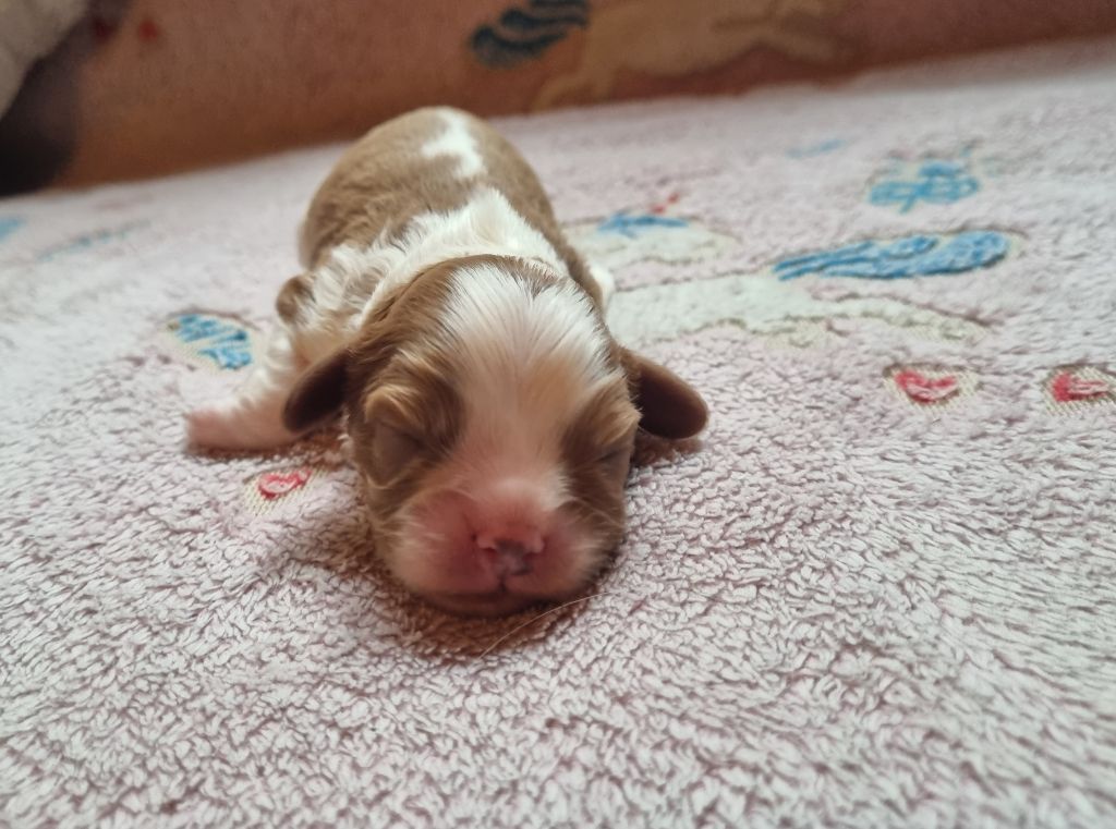 Du Petit Brillouard - Chiots disponibles - Cavalier King Charles Spaniel