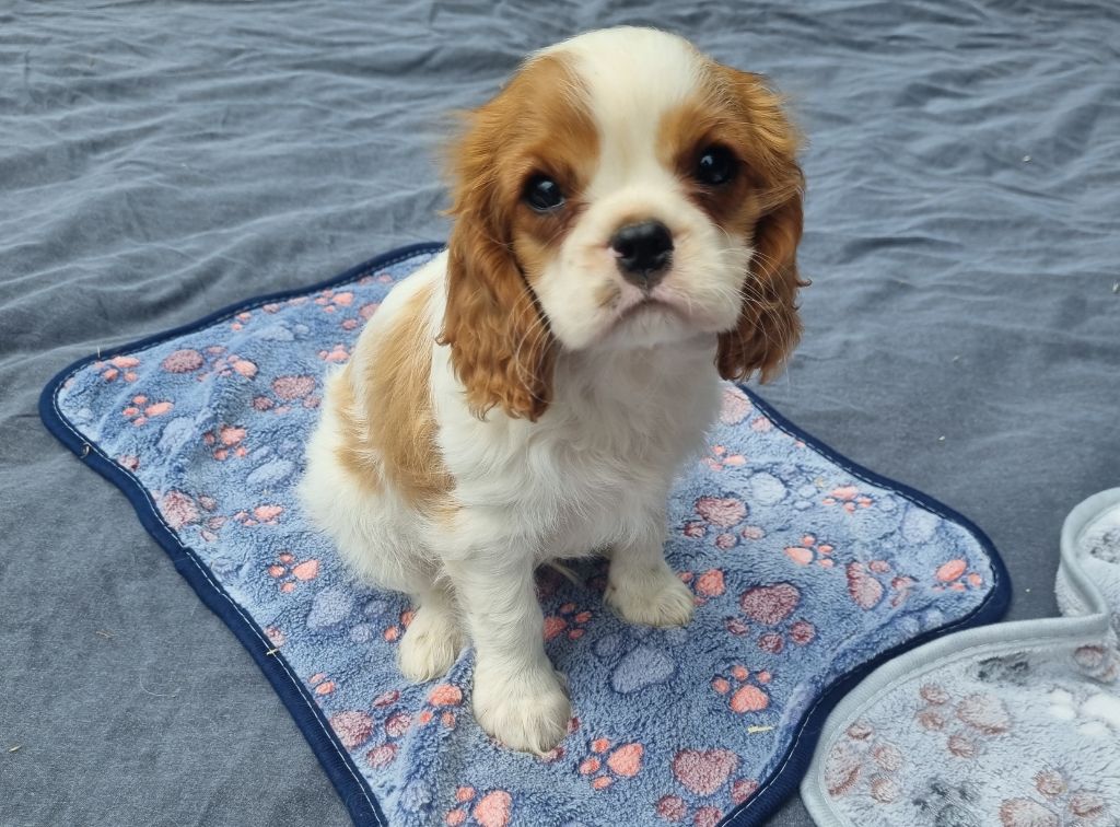Du Petit Brillouard - Chiots disponibles - Cavalier King Charles Spaniel