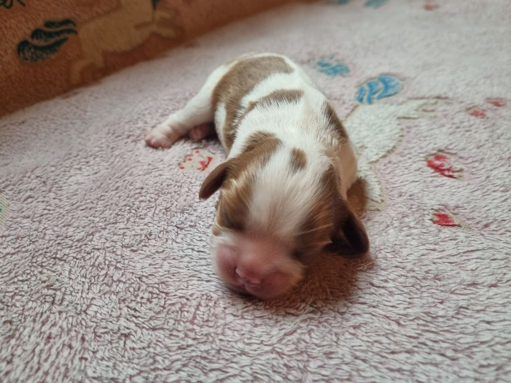 Du Petit Brillouard - Chiots disponibles - Cavalier King Charles Spaniel