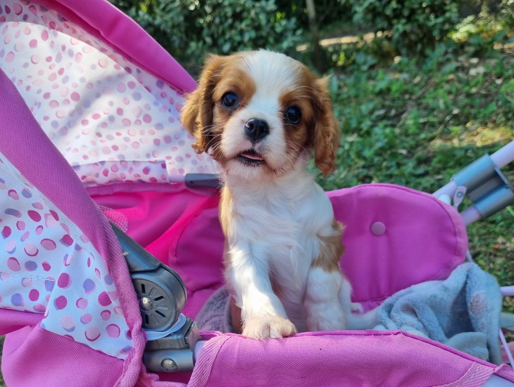 Du Petit Brillouard - Chiots disponibles - Cavalier King Charles Spaniel