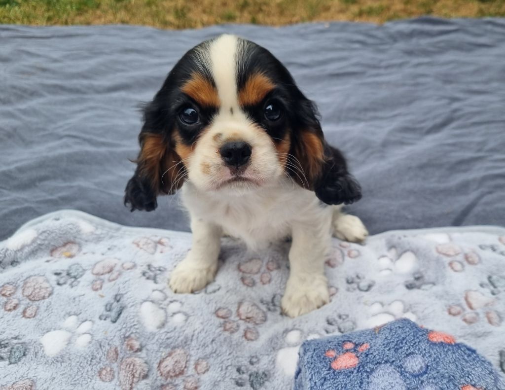Du Petit Brillouard - Chiots disponibles - Cavalier King Charles Spaniel