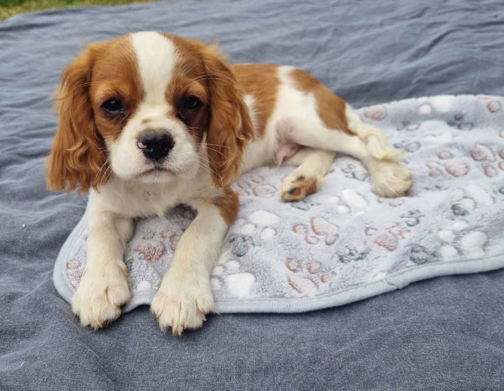 Du Petit Brillouard - Chiots disponibles - Cavalier King Charles Spaniel