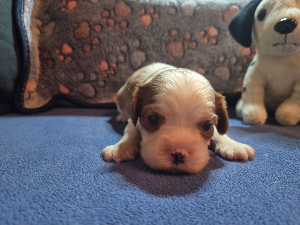 Du Petit Brillouard - Chiots disponibles - Cavalier King Charles Spaniel