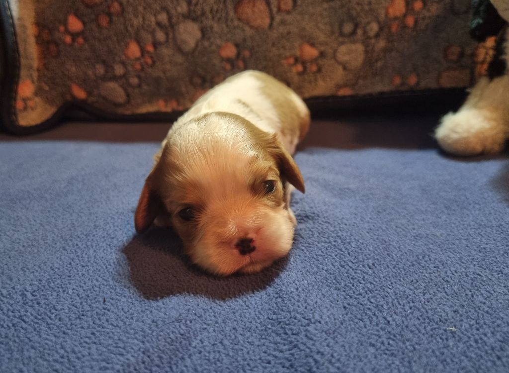 Du Petit Brillouard - Chiots disponibles - Cavalier King Charles Spaniel