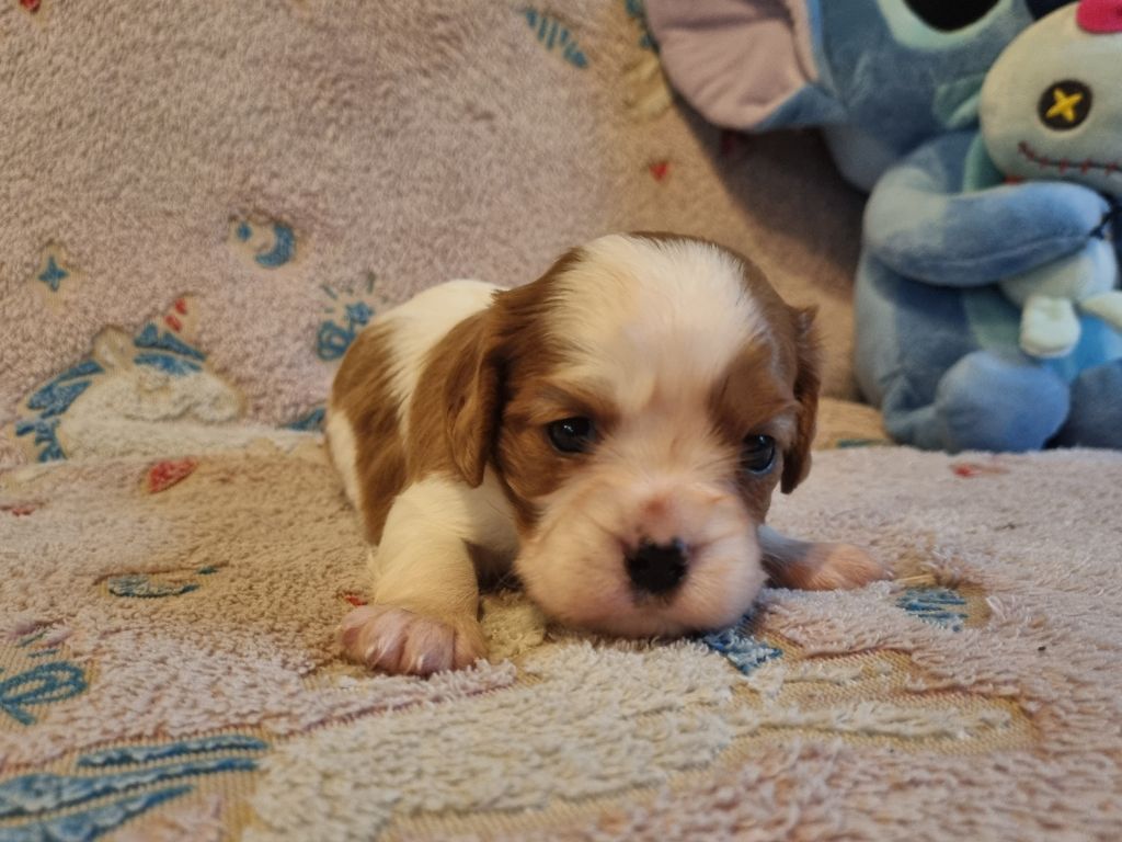 Du Petit Brillouard - Chiots disponibles - Cavalier King Charles Spaniel