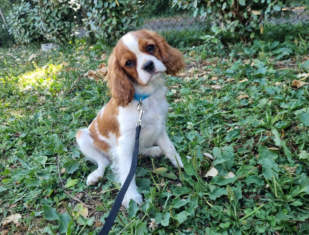 Du Petit Brillouard - Chiots disponibles - Cavalier King Charles Spaniel