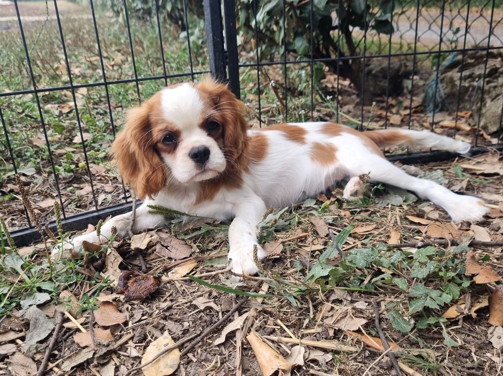Du Petit Brillouard - Chiots disponibles - Cavalier King Charles Spaniel