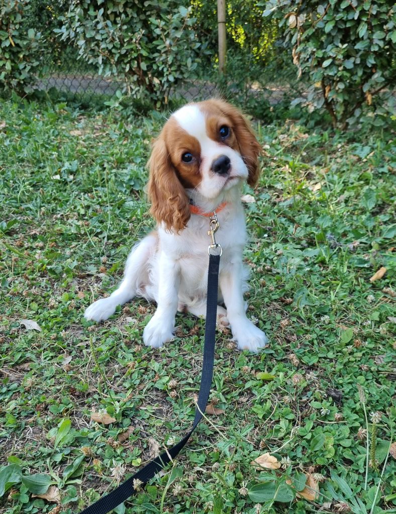Du Petit Brillouard - Chiots disponibles - Cavalier King Charles Spaniel