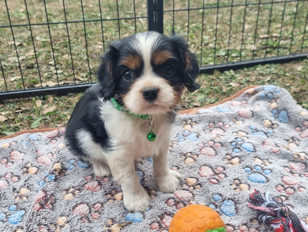 Du Petit Brillouard - Chiots disponibles - Cavalier King Charles Spaniel