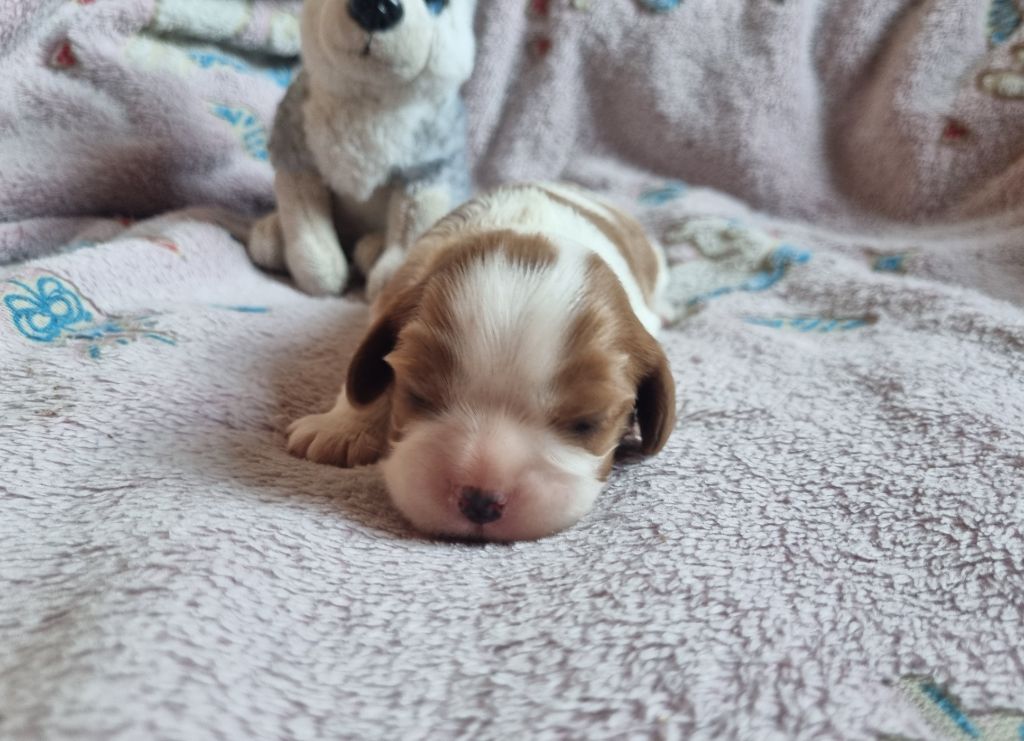 Du Petit Brillouard - Chiots disponibles - Cavalier King Charles Spaniel