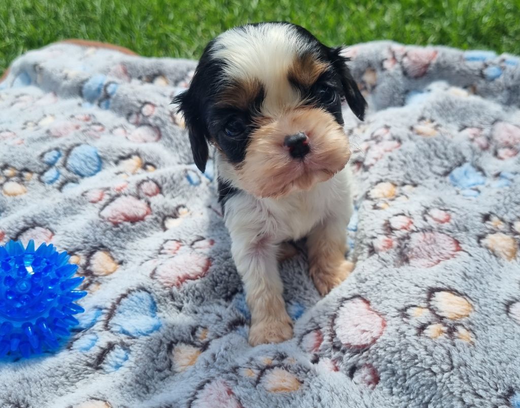 Du Petit Brillouard - Chiots disponibles - Cavalier King Charles Spaniel