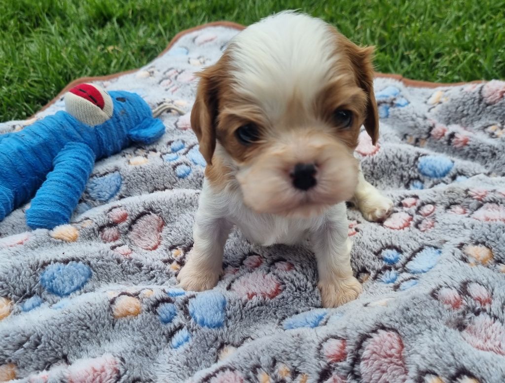 Du Petit Brillouard - Chiots disponibles - Cavalier King Charles Spaniel