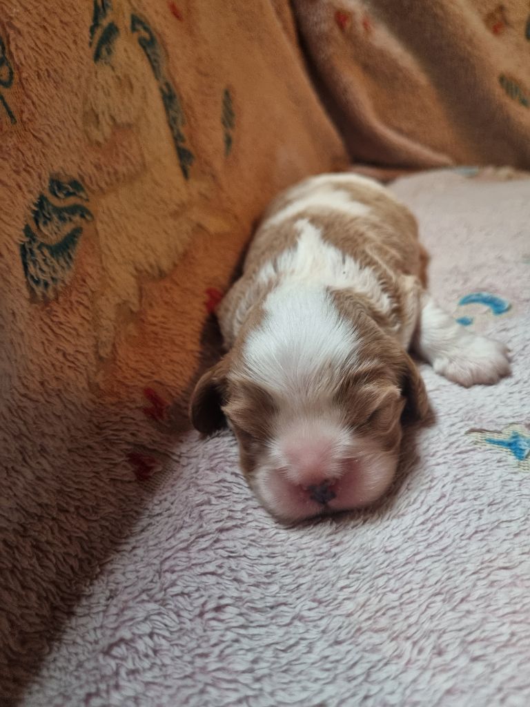 Du Petit Brillouard - Chiots disponibles - Cavalier King Charles Spaniel