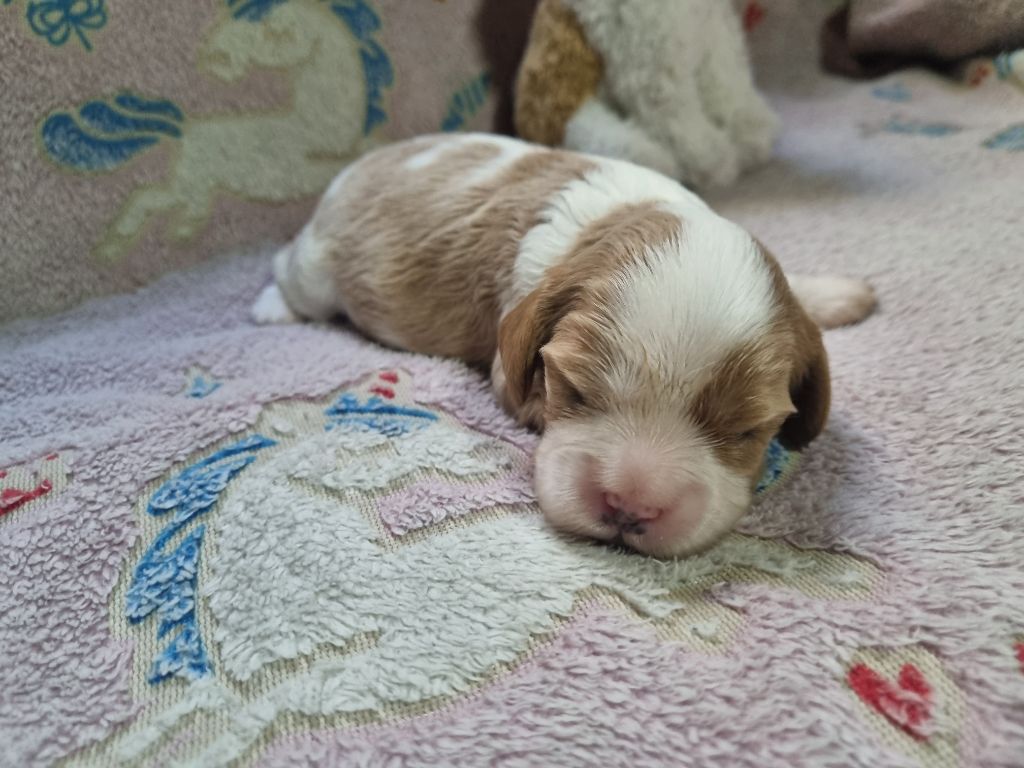 Du Petit Brillouard - Chiots disponibles - Cavalier King Charles Spaniel