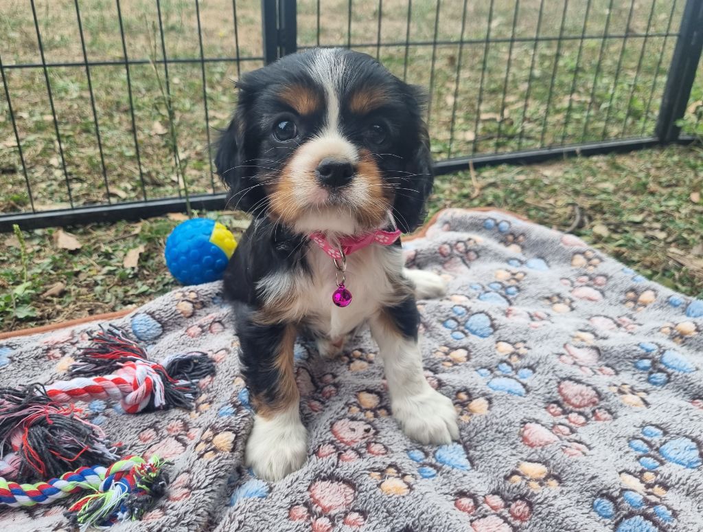 Du Petit Brillouard - Chiots disponibles - Cavalier King Charles Spaniel