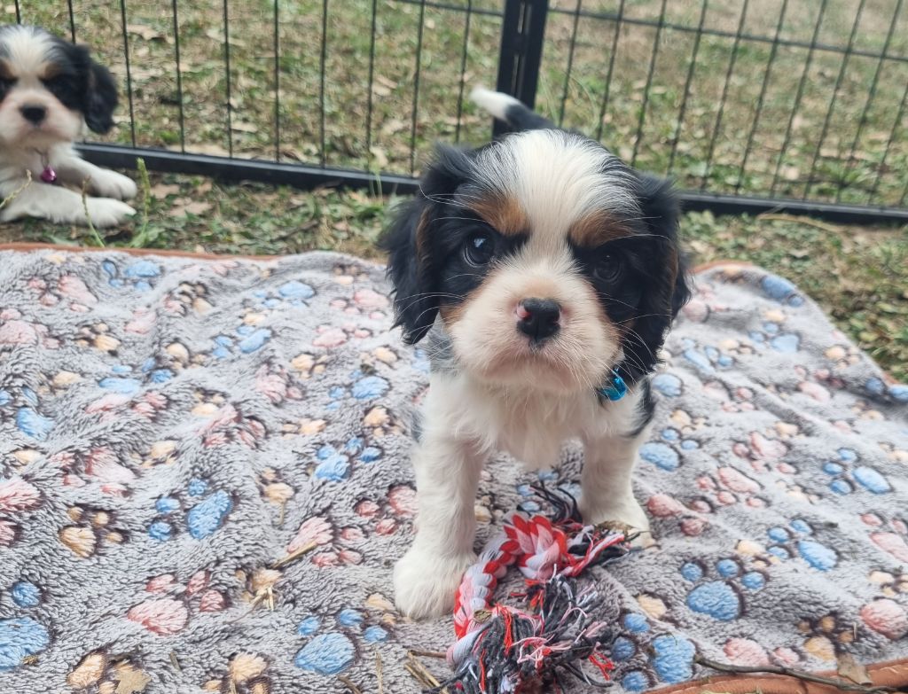 Du Petit Brillouard - Chiots disponibles - Cavalier King Charles Spaniel