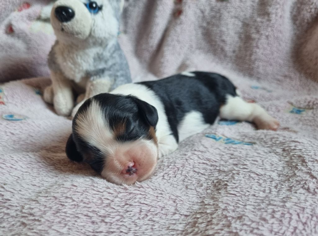 Du Petit Brillouard - Chiots disponibles - Cavalier King Charles Spaniel
