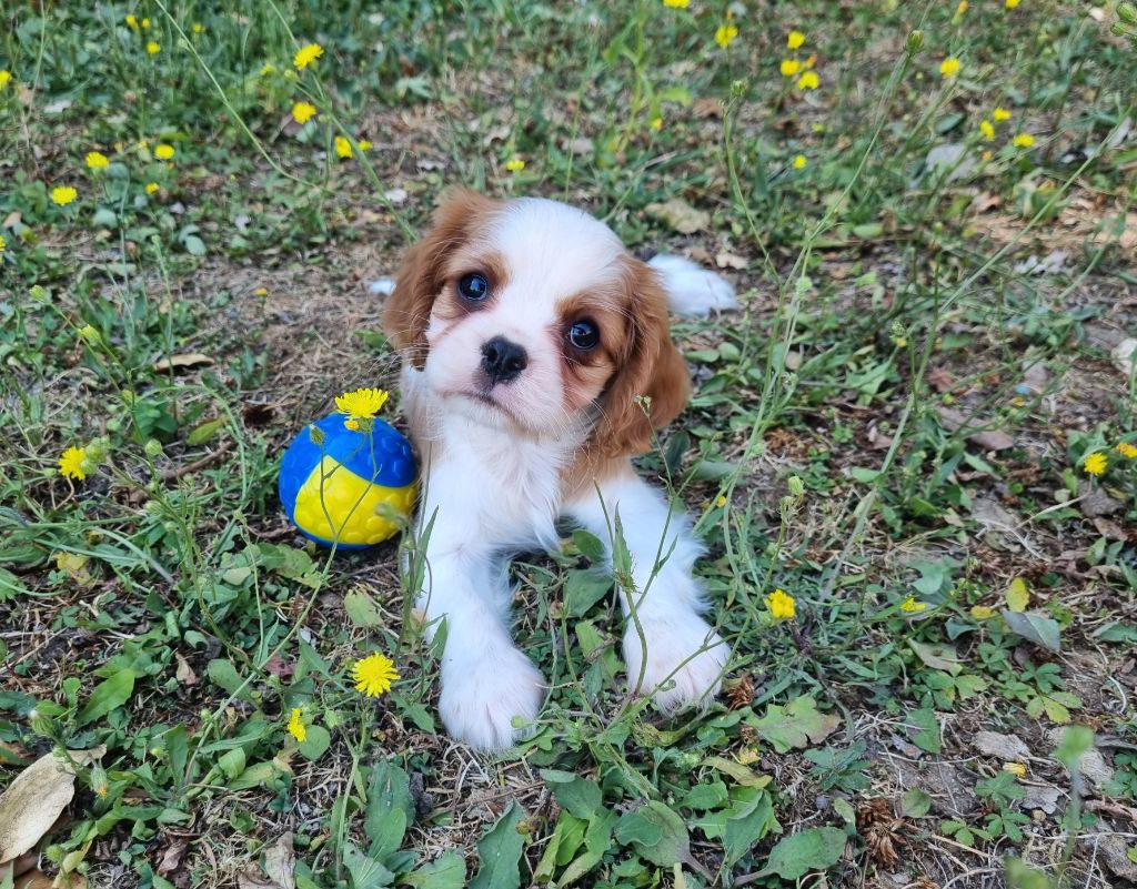 Du Petit Brillouard - Chiots disponibles - Cavalier King Charles Spaniel