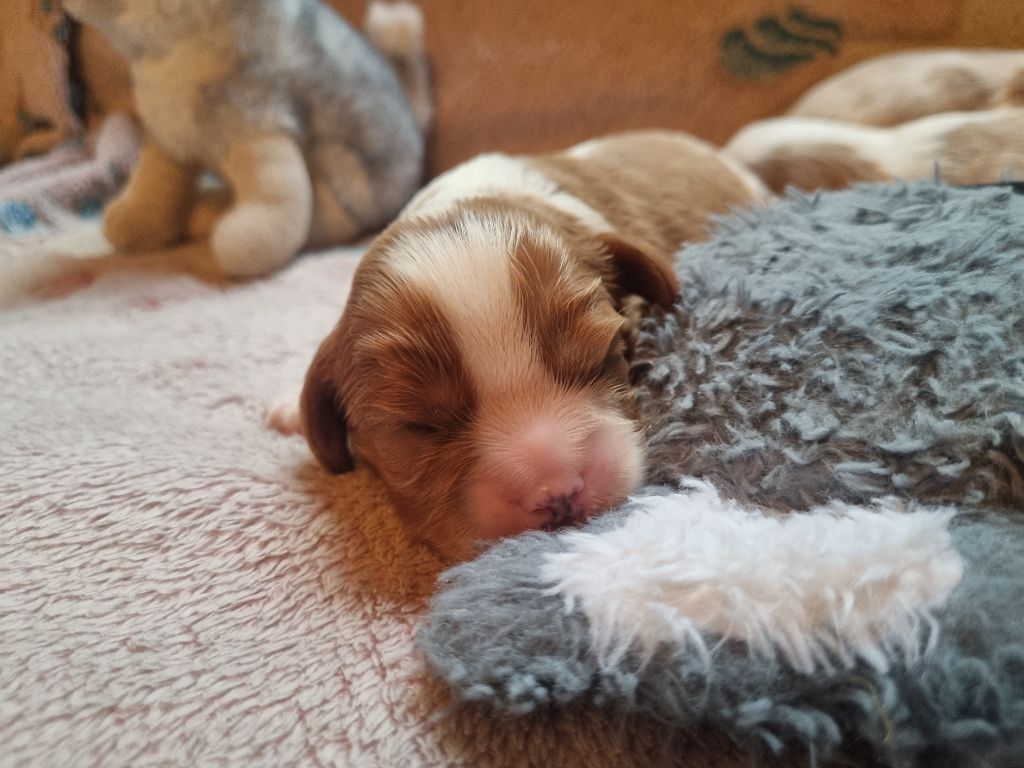 Du Petit Brillouard - Chiots disponibles - Cavalier King Charles Spaniel
