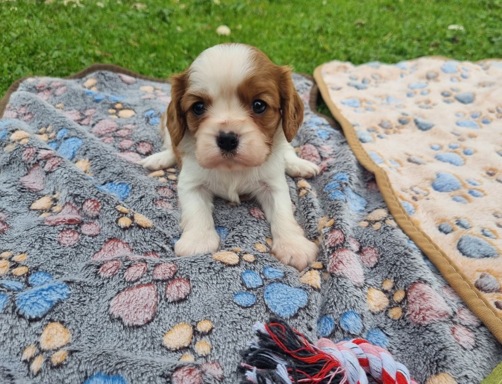 Du Petit Brillouard - Chiots disponibles - Cavalier King Charles Spaniel