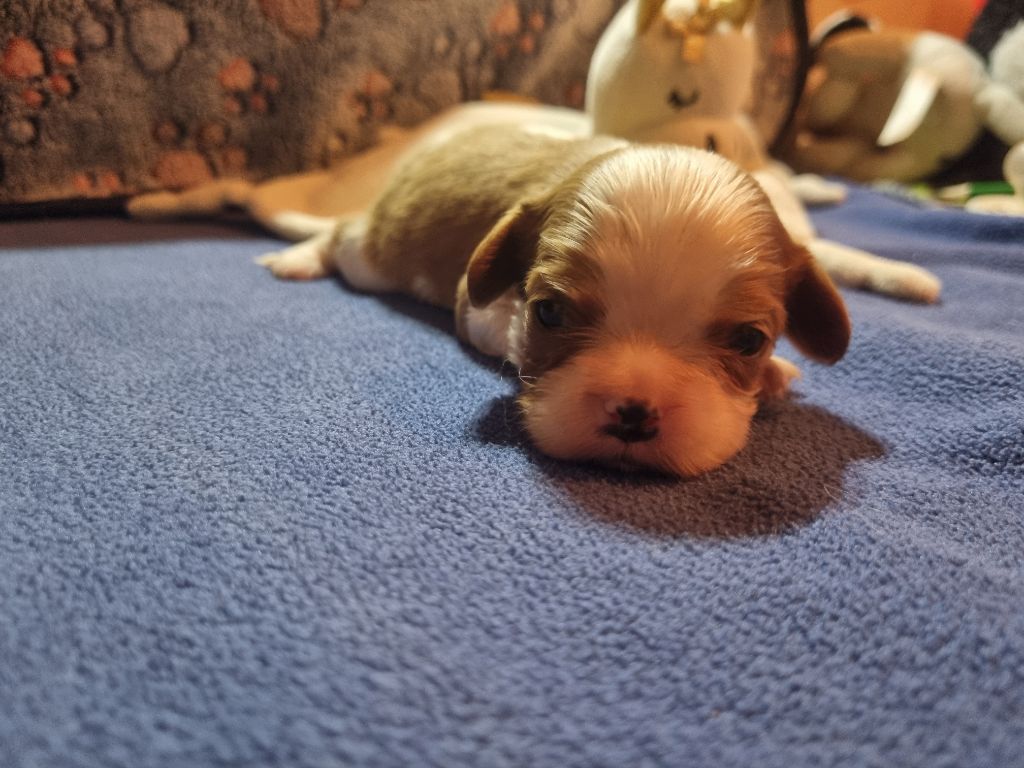 Du Petit Brillouard - Chiots disponibles - Cavalier King Charles Spaniel