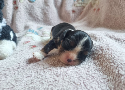 CHIOT 4