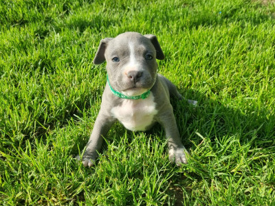 Bastos Du Petit Brillouard