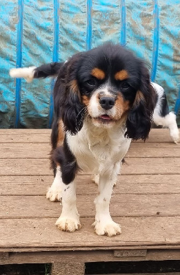 Tweeter Du Petit Brillouard