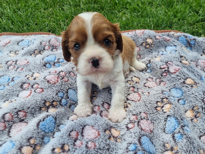 Alpha Du Petit Brillouard 