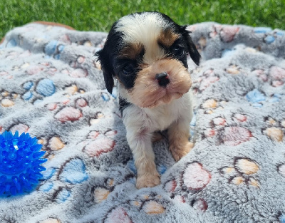 CHIOT 1