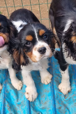 Tiktok Du Petit Brillouard