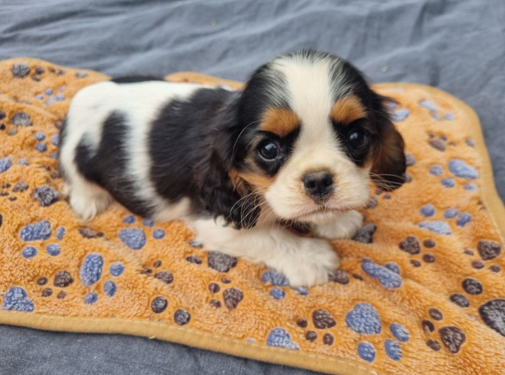 Du Petit Brillouard - Chiots disponibles - Cavalier King Charles Spaniel