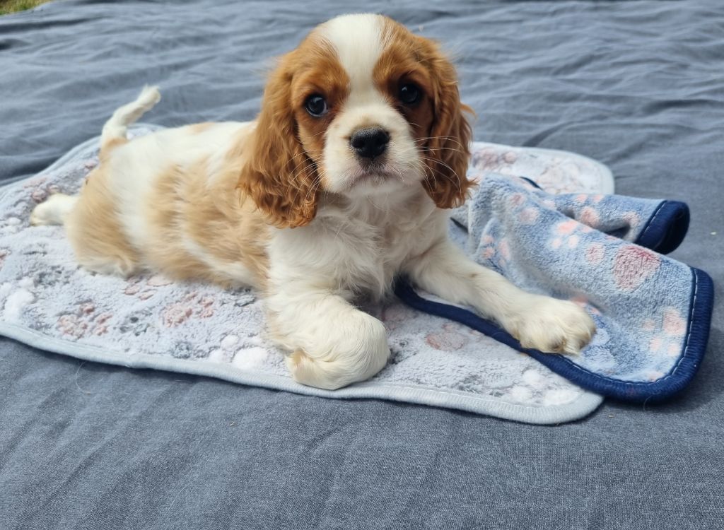 Du Petit Brillouard - Chiots disponibles - Cavalier King Charles Spaniel