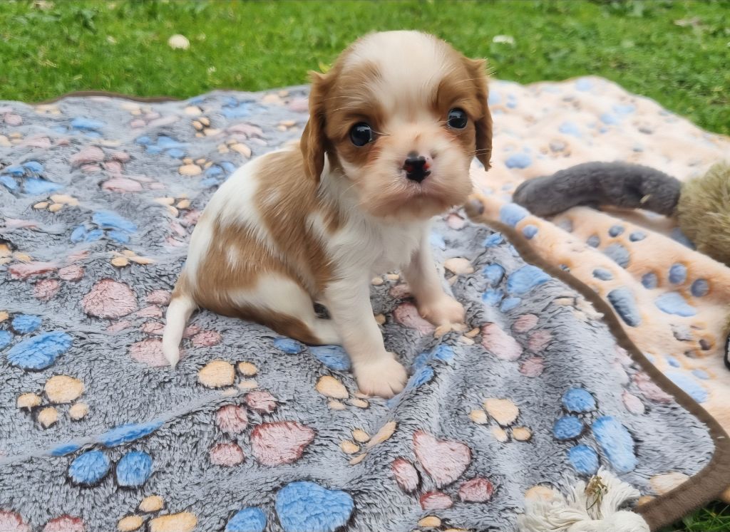 Du Petit Brillouard - Chiots disponibles - Cavalier King Charles Spaniel