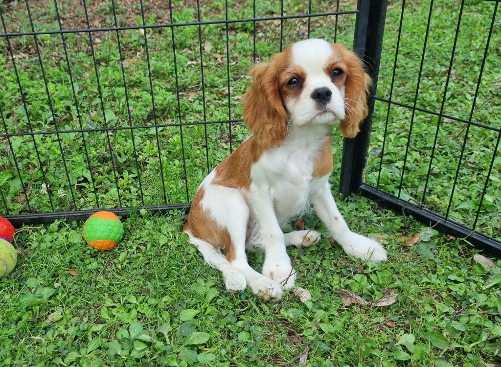 Du Petit Brillouard - Chiots disponibles - Cavalier King Charles Spaniel
