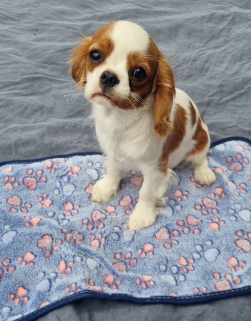 Du Petit Brillouard - Chiots disponibles - Cavalier King Charles Spaniel