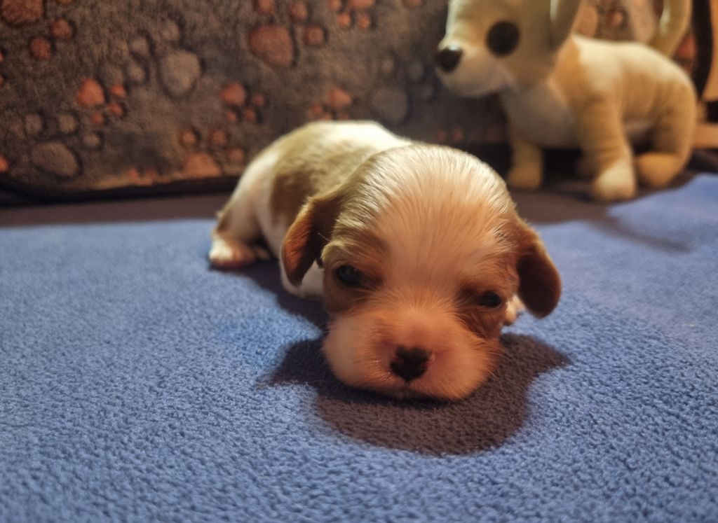 Du Petit Brillouard - Chiots disponibles - Cavalier King Charles Spaniel