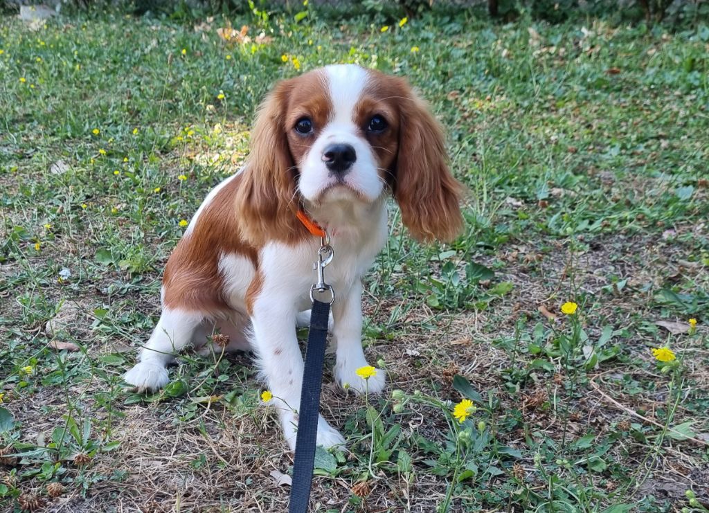 Du Petit Brillouard - Chiots disponibles - Cavalier King Charles Spaniel
